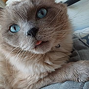 Saphir a rejoint le concours — aidez-le/la à gagner de superbes lots ! cat, blue_eyes, fluffy, close_up, tongue_out, pet, whiskers, paw, indoor, cushion, fur, cute, relaxed, animal, mammal, portrait, domestic_cat, feline, soft, curious
