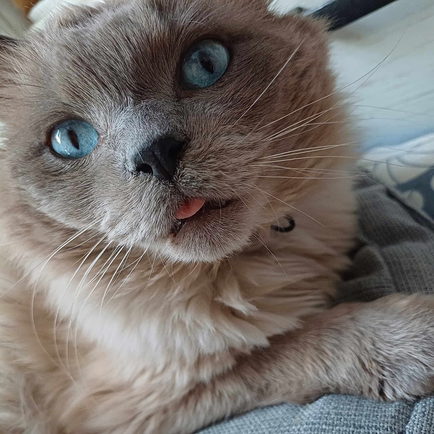 Saphir a rejoint le concours — aidez-le/la à gagner de superbes lots ! cat, blue_eyes, fluffy, close_up, tongue_out, pet, whiskers, paw, indoor, cushion, fur, cute, relaxed, animal, mammal, portrait, domestic_cat, feline, soft, curious