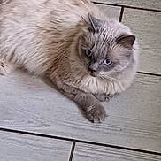 Saphir a rejoint le concours — aidez-le/la à gagner de superbes lots ! animal, blue_eyes, cat, curious, cute, domestic_cat, ear, feline, floor, fluffy, fur, indoor, lying_down, mammal, paw, pet, portrait, relaxed, tile, whiskers