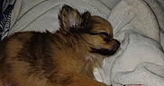 Belle a rejoint le concours — aidez-le/la à gagner de superbes lots ! animal, blanket, brown, comfort, cozy, cute, dog, fluffy, fur, indoors, peaceful, pet, puppy, relaxation, rest, sleeping, small, snuggle, soft, white