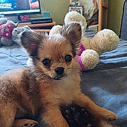 Belle a rejoint le concours — aidez-le/la à gagner de superbes lots ! animal, bed, blanket, carpet, closeup, cute, dog, ears, fur, furniture, home, indoor, pet, puppy, relaxing, shelf, small_dog, stuffed_animal, television, toy