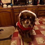 Nobody participe au concours pour gagner de l'argent avec cette photo : animal, appliance, brown_dog, costume, cute, dog, domestic, floor, furniture, hood, indoor, kettle, kitchen, microwave, pattern, pet_bed, small_dog, table, tablecloth, wooden_cabinet