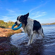 Oggy participe au concours pour gagner de l'argent avec cette photo : dog, border_collie, black_and_white, lake, water, swimming, wet, splashing, toy, ring_toy, shoreline, beach, outdoors, landscape, blue_sky, clouds, hills, nature, action, playful