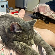 Peter Pan joined the competition — help win amazing prizes! bed, bedroom, cat, comfort, door, feline, flooring, gray_cat, indoor, lap, pajamas, paw_prints, person, pet, quiet, relaxation, resting, shoes, sleeping, wood_floor