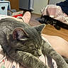bed, bedroom, cat, comfort, door, feline, flooring, gray_cat, indoor, lap, pajamas, paw_prints, person, pet, quiet, relaxation, resting, shoes, sleeping, wood_floor