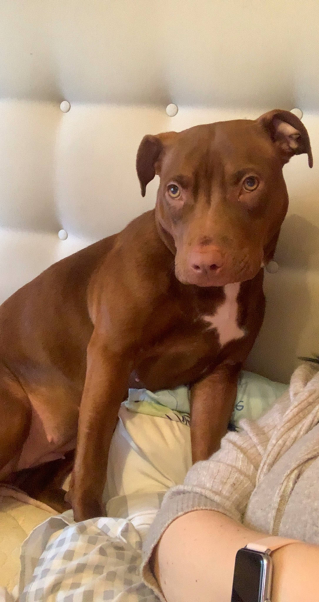 Cali is registered to the contest to win money with this photo: canidae, carnivore, comfort, companion_dog, dog, dog_breed, fawn, liver, non_sporting_group, puppy, snout, sporting_group, terrestrial_animal, whiskers, working_animal