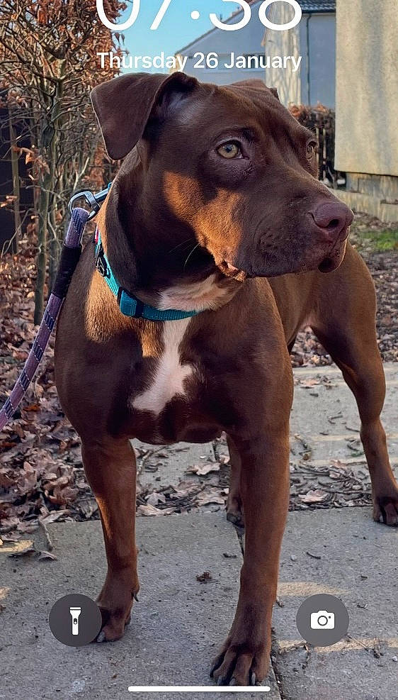 Cali is registered to the contest to win money with this photo: carnivore, collar, companion_dog, dog, dog_breed, dog_collar, dog_supply, electric_blue, fashion_accessory, fawn, hunting_dog, leash, liver, pet_supply, plant, snout, sporting_group, terrestrial_animal, working_animal, working_dog