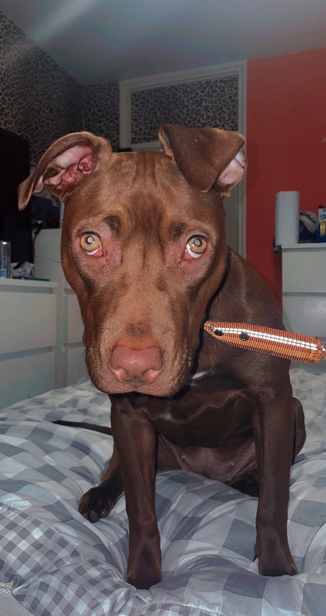 Cali is registered to the contest to win money with this photo: canidae, carnivore, companion_dog, dog, dog_breed, dog_supply, ear, fawn, fur, guard_dog, jaw, liver, non_sporting_group, snout, sporting_group, whiskers, working_animal