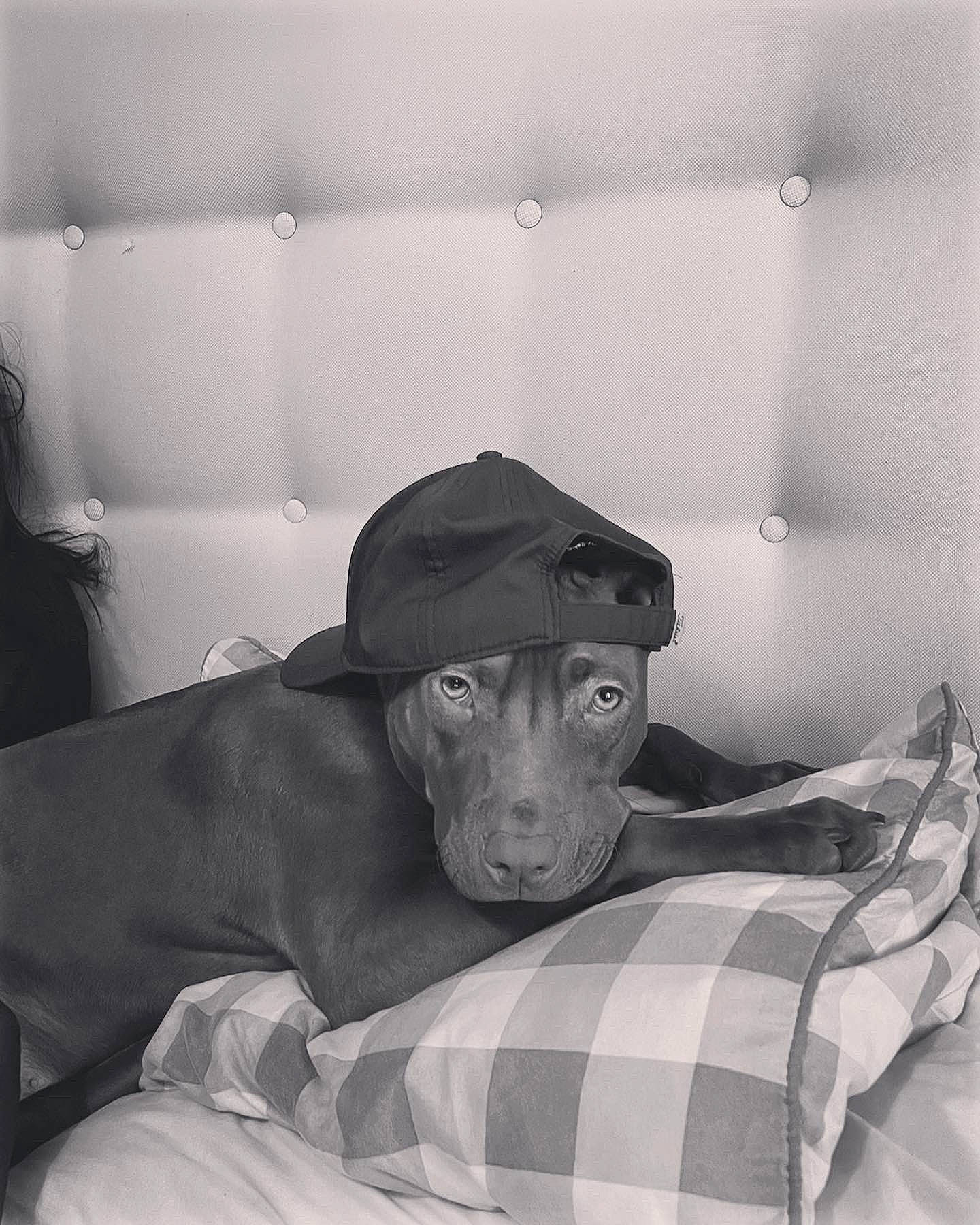 Cali joined the competition — help win amazing prizes! black_and_white, canidae, carnivore, comfort, companion_dog, dobermann, dog, dog_breed, grey, monochrome, monochrome_photography, pattern, sitting, snout, sporting_group, style, tints_and_shades, whiskers, white, working_animal