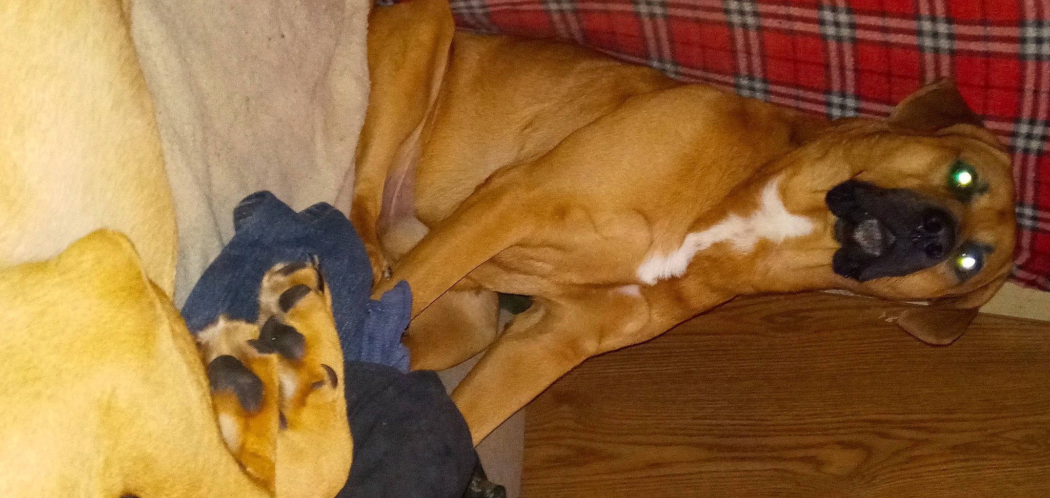 Bear joined the competition — help win amazing prizes! canidae, carnivore, comfort, companion_dog, dog, dog_breed, dog_supply, fawn, flooring, fur, hardwood, liver, mammal, plaid, sporting_group, tail, tartan, wood, wood_stain, working_animal