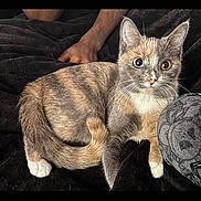 Iris joined the competition — help win amazing prizes! amber_eye, animal, blanket, blue_eye, cat, cozy, cute, domestic, ears, feline, fur, heterochromia, human_arm, indoor, looking_at_camera, paw, pet, relaxed, resting, whiskers