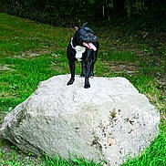 Tomy a rejoint le concours — aidez-le/la à gagner de superbes lots ! dog, black_dog, white_chest, rock, grass, outdoor, nature, canine, pet, animal, tongue_out, ears_up, greenery, forest, happy, standing, collar, chain, summer, daytime