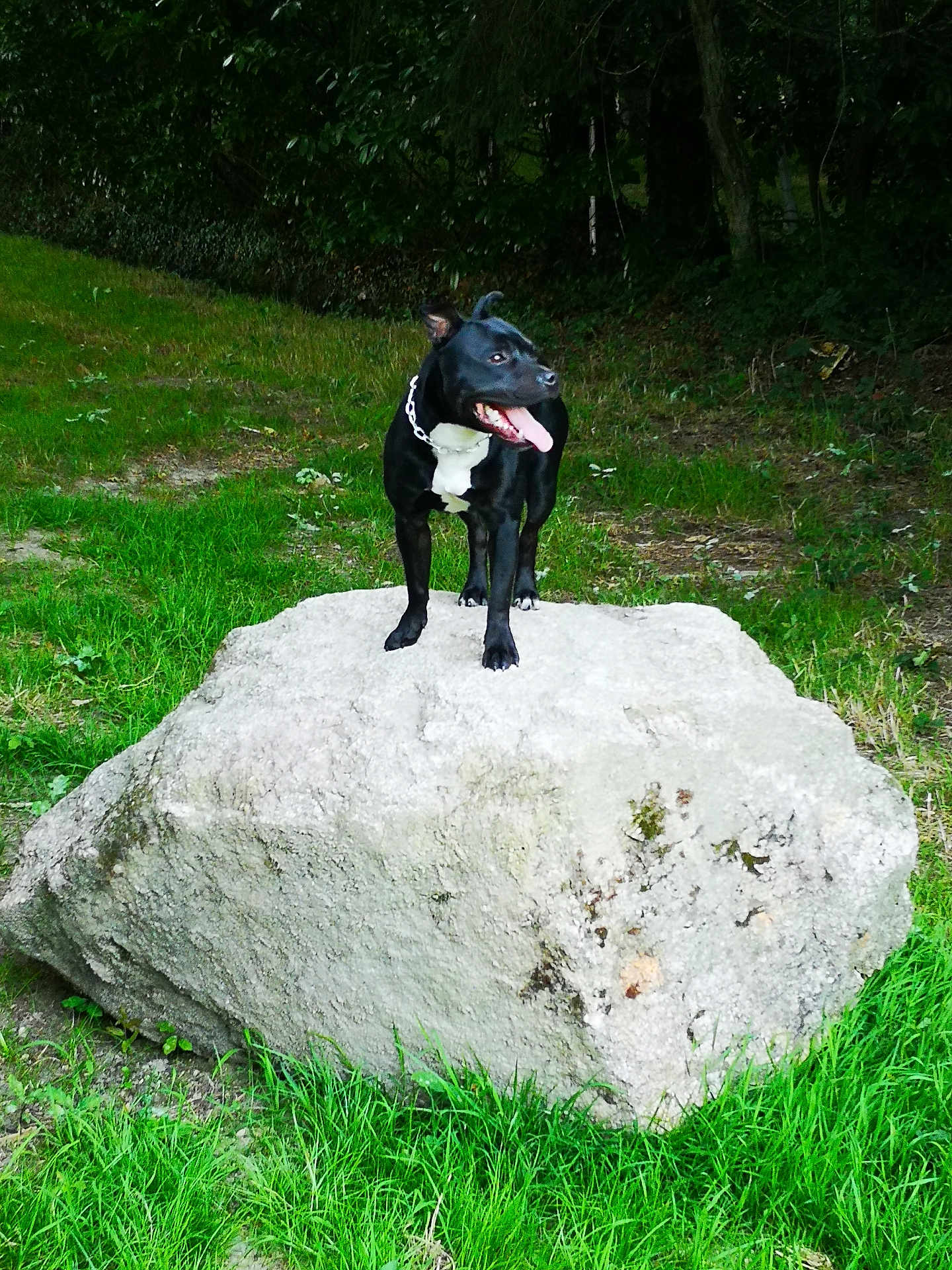 Tomy a rejoint le concours — aidez-le/la à gagner de superbes lots ! dog, black_dog, white_chest, rock, grass, outdoor, nature, canine, pet, animal, tongue_out, ears_up, greenery, forest, happy, standing, collar, chain, summer, daytime