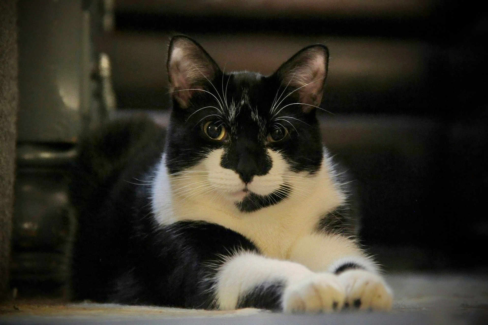 Oliver