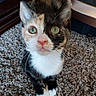 Leia joined the competition — help win amazing prizes! cat, kitten, calico, pet, indoor, carpet, fur, whiskers, curious, cute, animal, small, domestic, feline, closeup, looking_up, ears, paws, nose, eyes