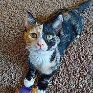Leia joined the competition — help win amazing prizes! cat, calico, kitten, green_eyes, pet, toy, carpet, indoor, playful, fur, whiskers, cute, animal, small, looking_up, paws, domestic, feline, colorful, young