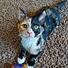 cat, calico, kitten, green_eyes, pet, toy, carpet, indoor, playful, fur, whiskers, cute, animal, small, looking_up, paws, domestic, feline, colorful, young