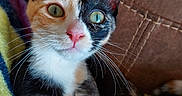 Leia is registered to the contest to win money with this photo: cat, kitten, calico, pet, animal, close_up, green_eyes, whiskers, pink_nose, fur, cute, indoor, blanket, couch, resting, portrait, curious, small, feline, domestic