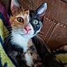 cat, kitten, calico, pet, animal, close_up, green_eyes, whiskers, pink_nose, fur, cute, indoor, blanket, couch, resting, portrait, curious, small, feline, domestic