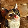 Leia is registered to the contest to win money with this photo: cat, calico_cat, close_up, whiskers, sunlight, brown_leather, chair, pet, feline, animal, cute, curious, indoor, portrait, fur, face, nose, ears, sitting, domestic_animal