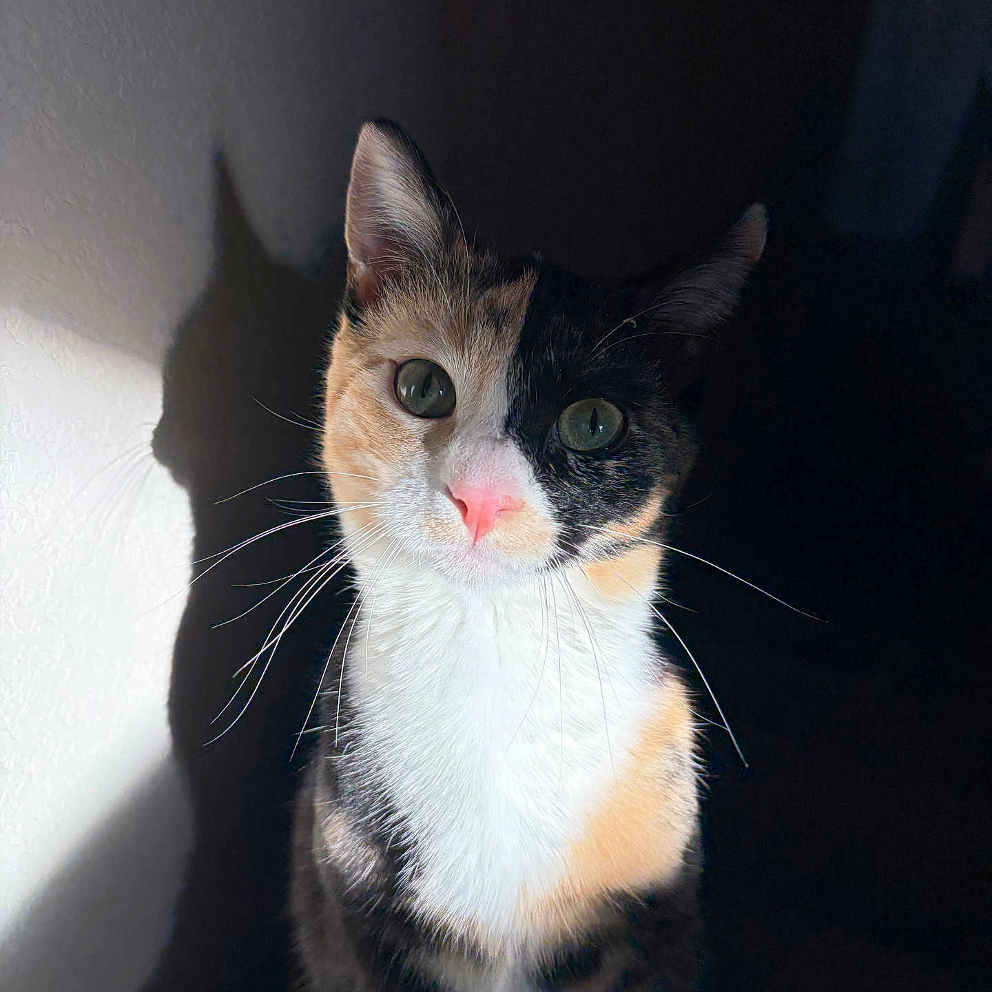 Leia joined the competition — help win amazing prizes! cat, calico, pet, animal, whiskers, pink_nose, shadow, indoor, feline, curious, portrait, closeup, ears, fur, light, dark_background, cute, soft_light, sitting, domestic_cat