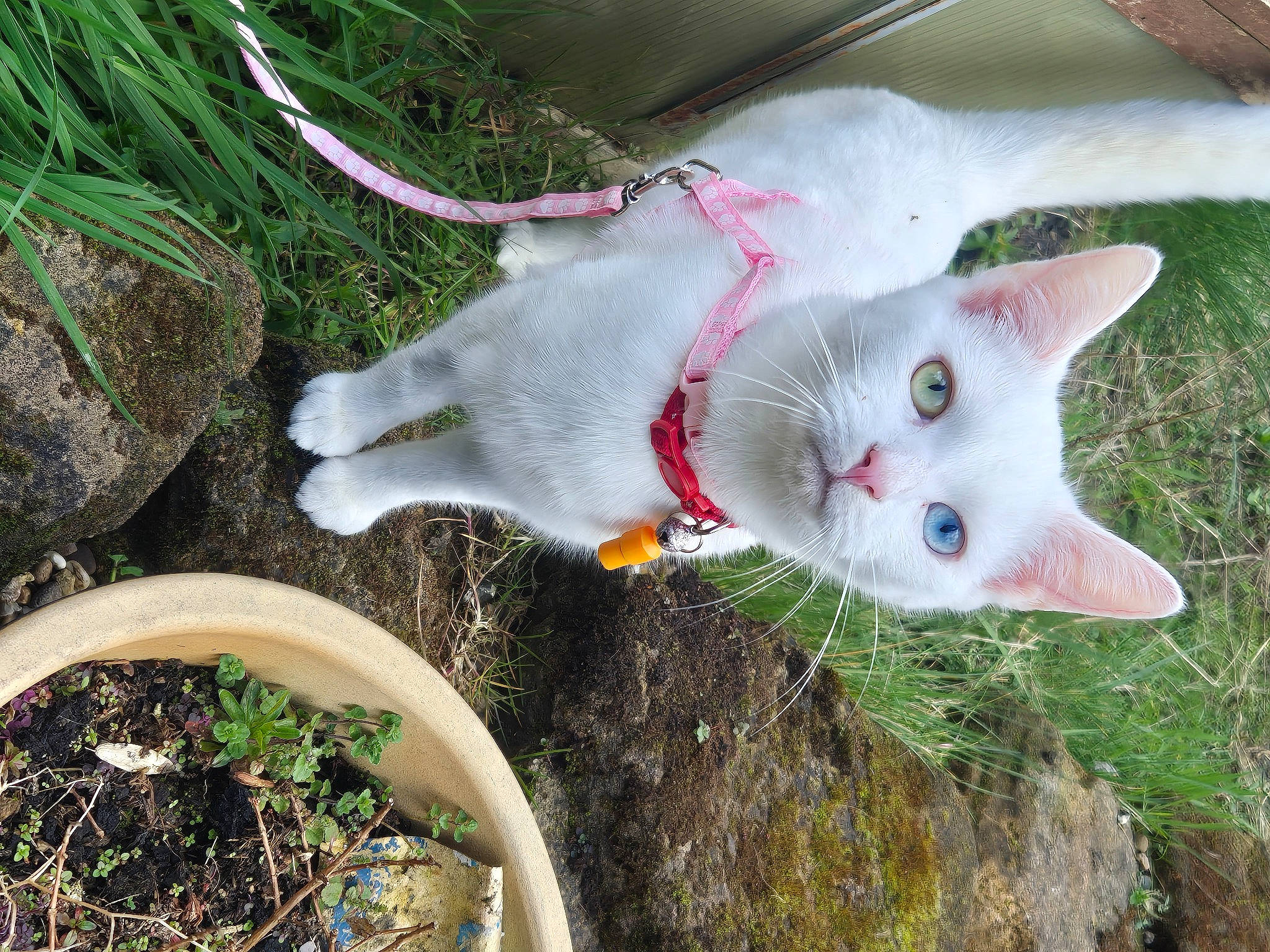 Ember is registered to the contest to win money with this photo: art, carnivore, cat, collar, domestic_short_haired_cat, fawn, felidae, flowerpot, fur, grass, groundcover, herb, herbaceous_plant, houseplant, plant, small_to_medium_sized_cats, snout, soil, tail, whiskers