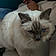 Sokka