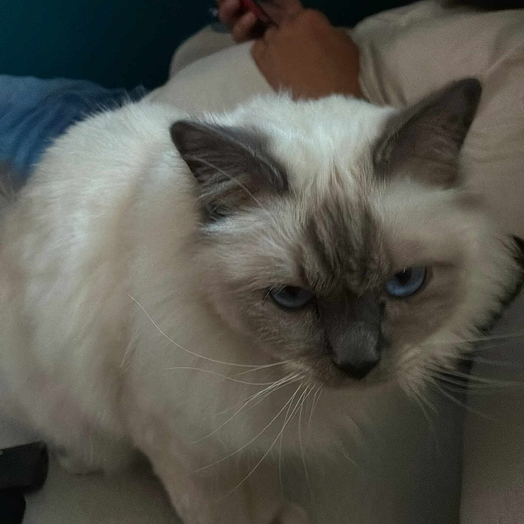 Sokka