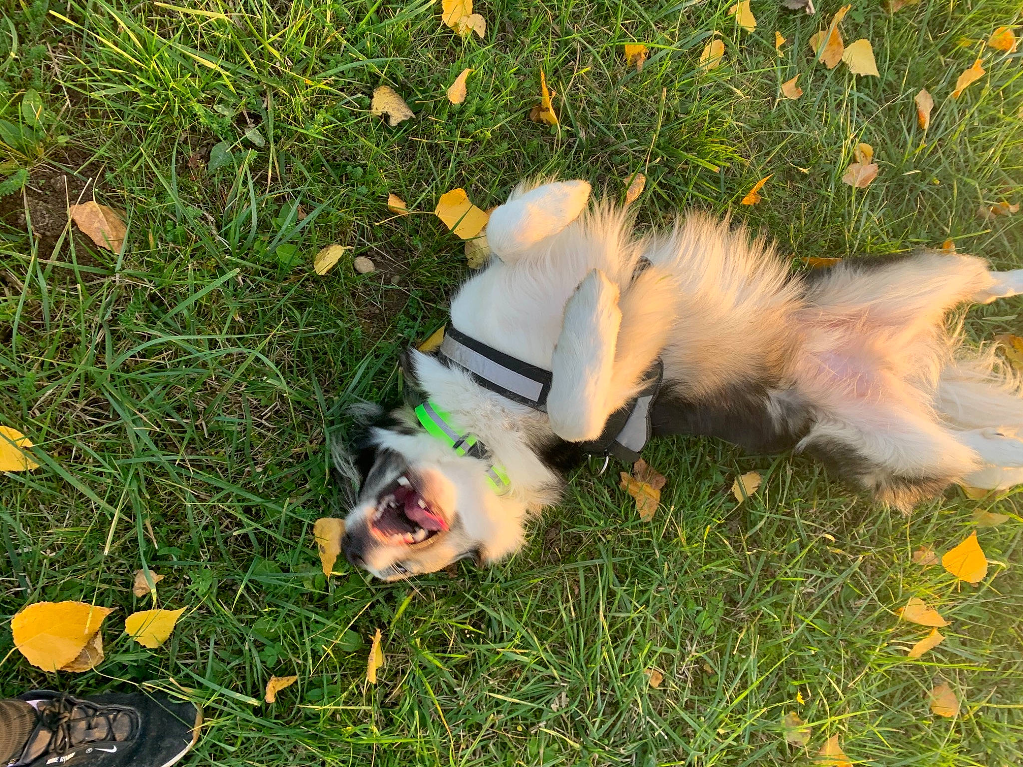 Pino a rejoint le concours — aidez-le/la à gagner de superbes lots ! canidae, carnivore, companion_dog, dog, dog_breed, fawn, felidae, german_spitz, german_spitz_klein, german_spitz_mittel, grass, grass_family, lawn, plant, pomeranian, scotch_collie, small_to_medium_sized_cats, spitz, sporting_group, tail