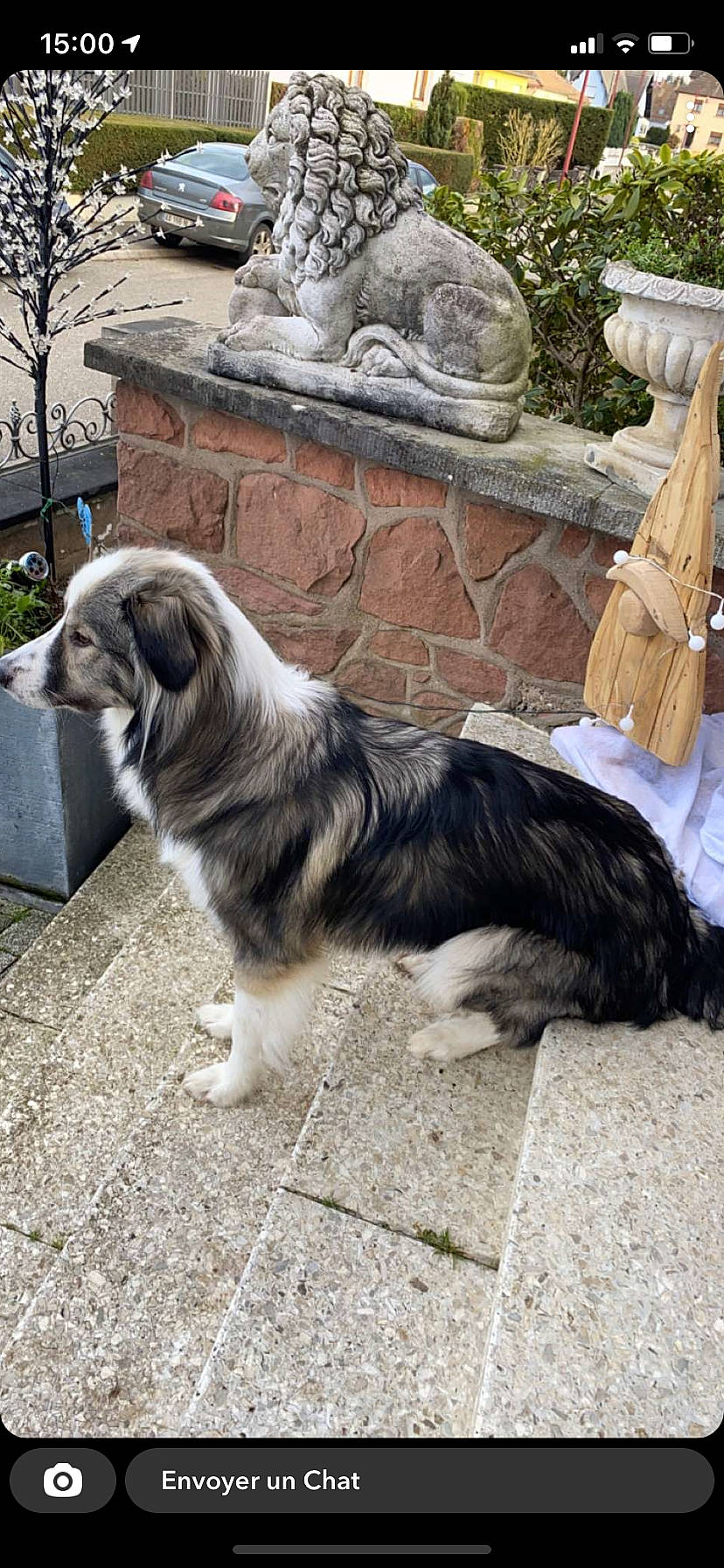 Pino participe au concours pour gagner de l'argent avec cette photo : ancient_dog_breeds, carnivore, companion_dog, dog, dog_breed, fur, grass, herding_dog, plant, romanian_mioritic_shepherd_dog, sculpture, sporting_group, tail, terrestrial_animal, tree, working_animal, working_dog