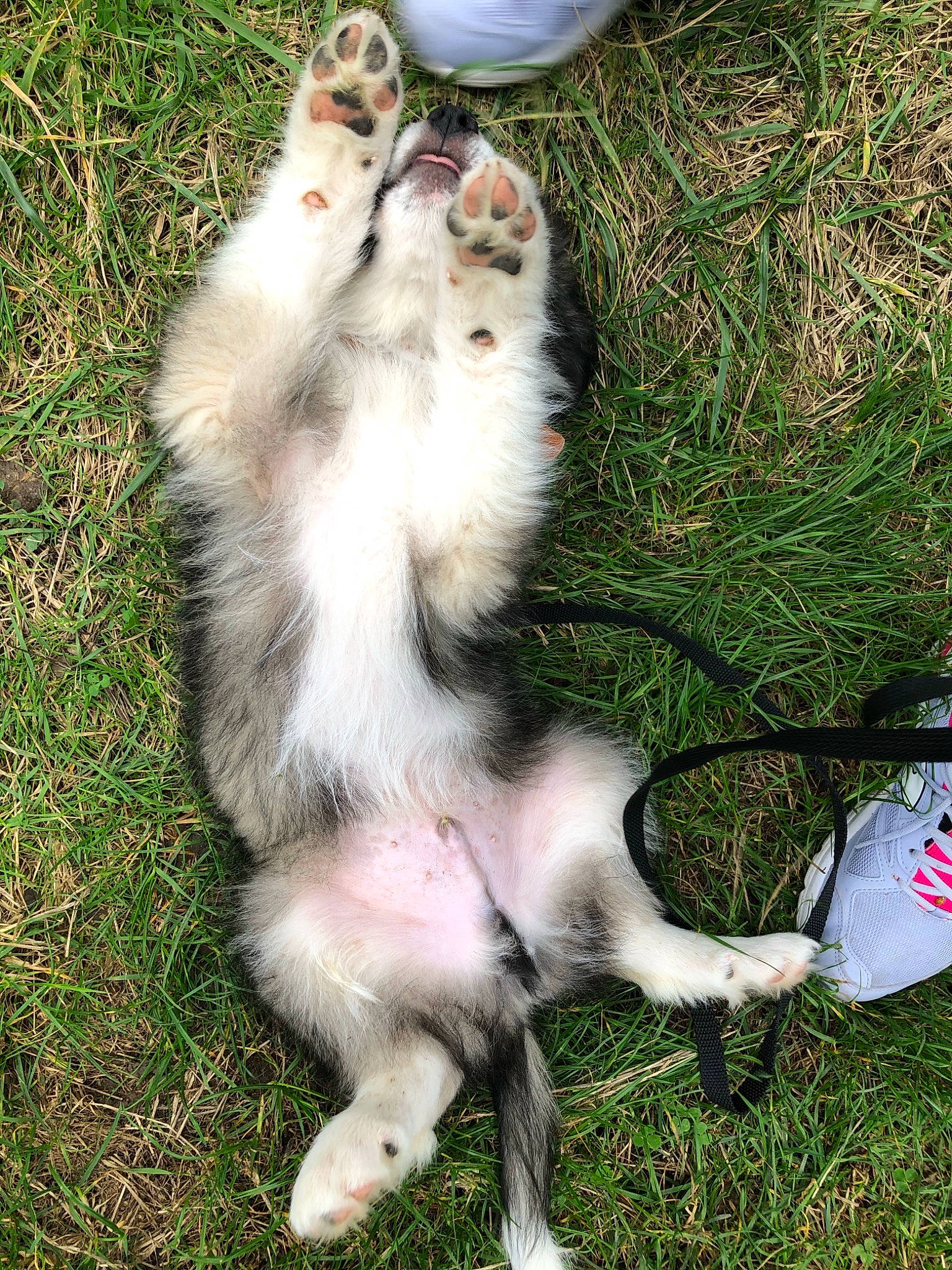 Pino a rejoint le concours — aidez-le/la à gagner de superbes lots ! canidae, claw, common_opossum, companion_dog, dog_breed, event, fawn, felidae, foot, fur, grass, marsupial, paw, primate, small_to_medium_sized_cats, sporting_group, tail, terrestrial_animal, virginia_opossum, whiskers