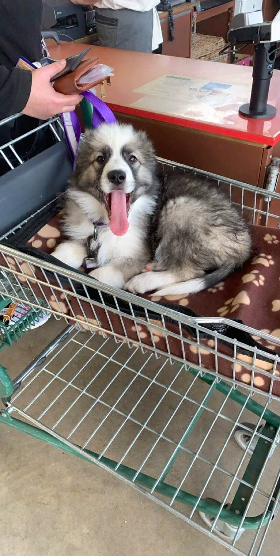 Pino a rejoint le concours — aidez-le/la à gagner de superbes lots ! animal_shelter, cage, canidae, carnivore, companion_dog, dishwasher, dog, dog_breed, dog_crate, dog_supply, fawn, fur, kennel, mesh, pet_supply, service, snout, sporting_group, toy_dog, vertebrate