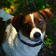Sylka a rejoint le concours — aidez-le/la à gagner de superbes lots ! animal, brown_eyes, brown_fur, canine, close_up, collar, curious, daylight, dog, domestic_animal, fur, leafy_background, looking_up, mammal, nature, outdoor, pet, portrait, sunlight, white_fur