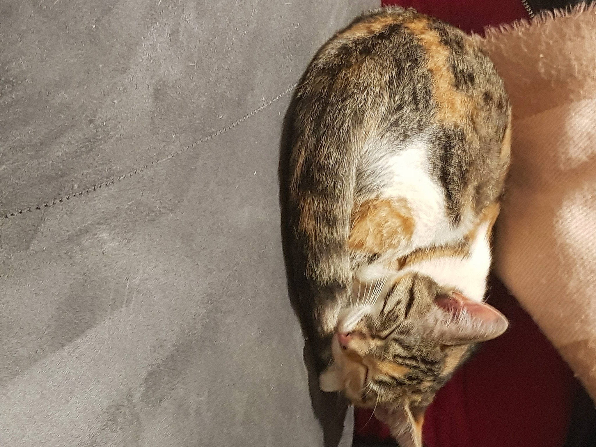 Reyna participe au concours pour gagner de l'argent avec cette photo : carnivore, cat, domestic_short_haired_cat, fawn, felidae, fur, grey, sand, skin, small_to_medium_sized_cats, snout, tabby_cat, terrestrial_animal, toe, vertebrate, whiskers