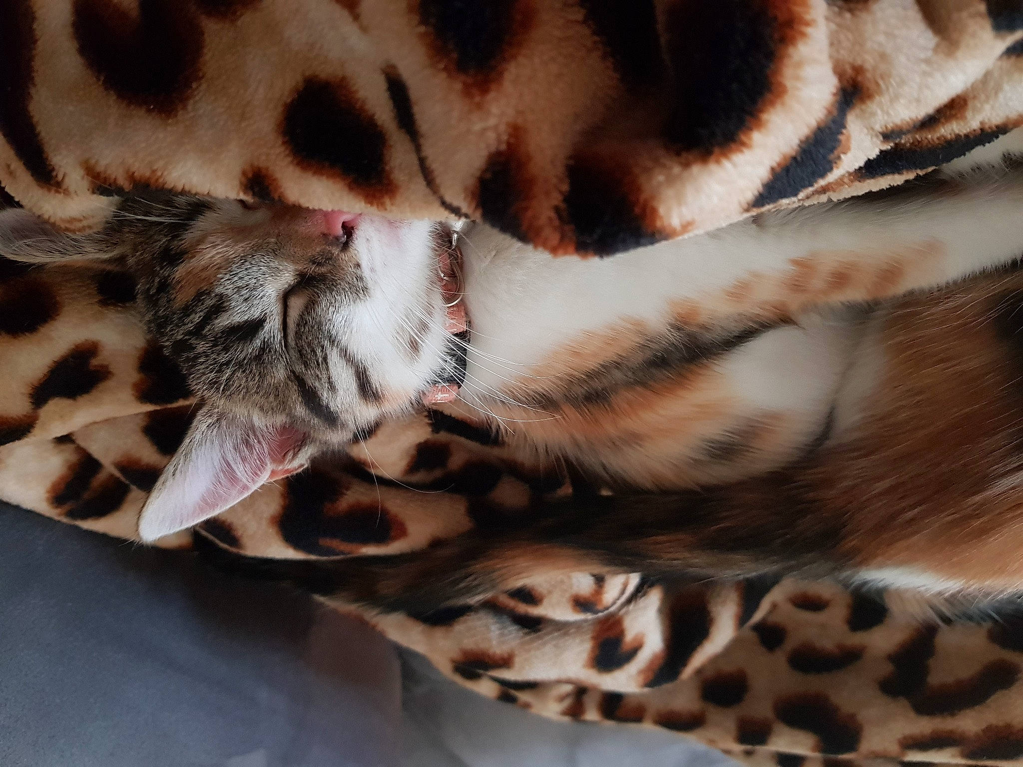 Reyna participe au concours pour gagner de l'argent avec cette photo : beige, carnivore, cat, close_up, fawn, felidae, fur, nap, pattern, paw, sleep, small_to_medium_sized_cats, terrestrial_animal, vertebrate, whiskers