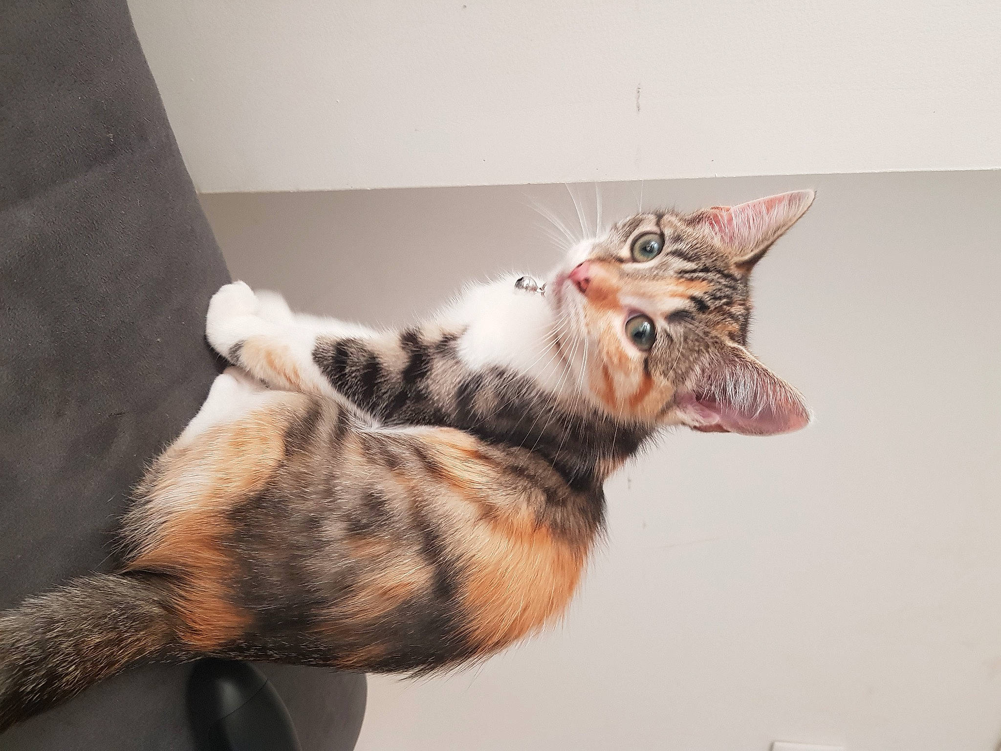 Reyna participe au concours pour gagner de l'argent avec cette photo : beige, carnivore, cat, domestic_short_haired_cat, felidae, fur, peach, small_to_medium_sized_cats, snout, tabby_cat, tail, terrestrial_animal, toe, tongue, whiskers