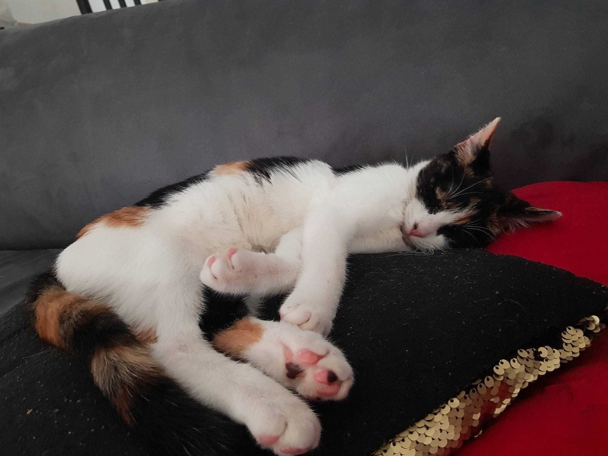 Rwana a rejoint le concours — aidez-le/la à gagner de superbes lots ! carnivore, cat, claw, comfort, domestic_short_haired_cat, felidae, foot, fur, paw, skin, small_to_medium_sized_cats, snout, tail, toe, vertebrate, whiskers