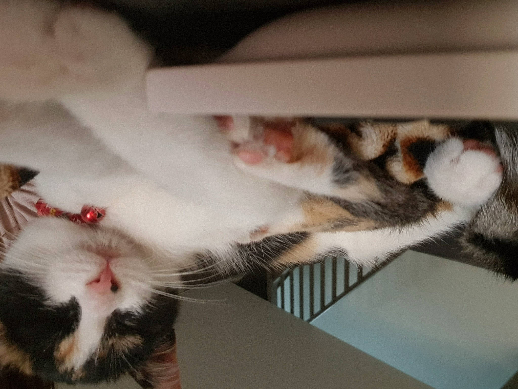 Rwana participe au concours pour gagner de l'argent avec cette photo : carnivore, cat, claw, domestic_short_haired_cat, felidae, fur, paw, small_to_medium_sized_cats, snout, toe, vertebrate, whiskers