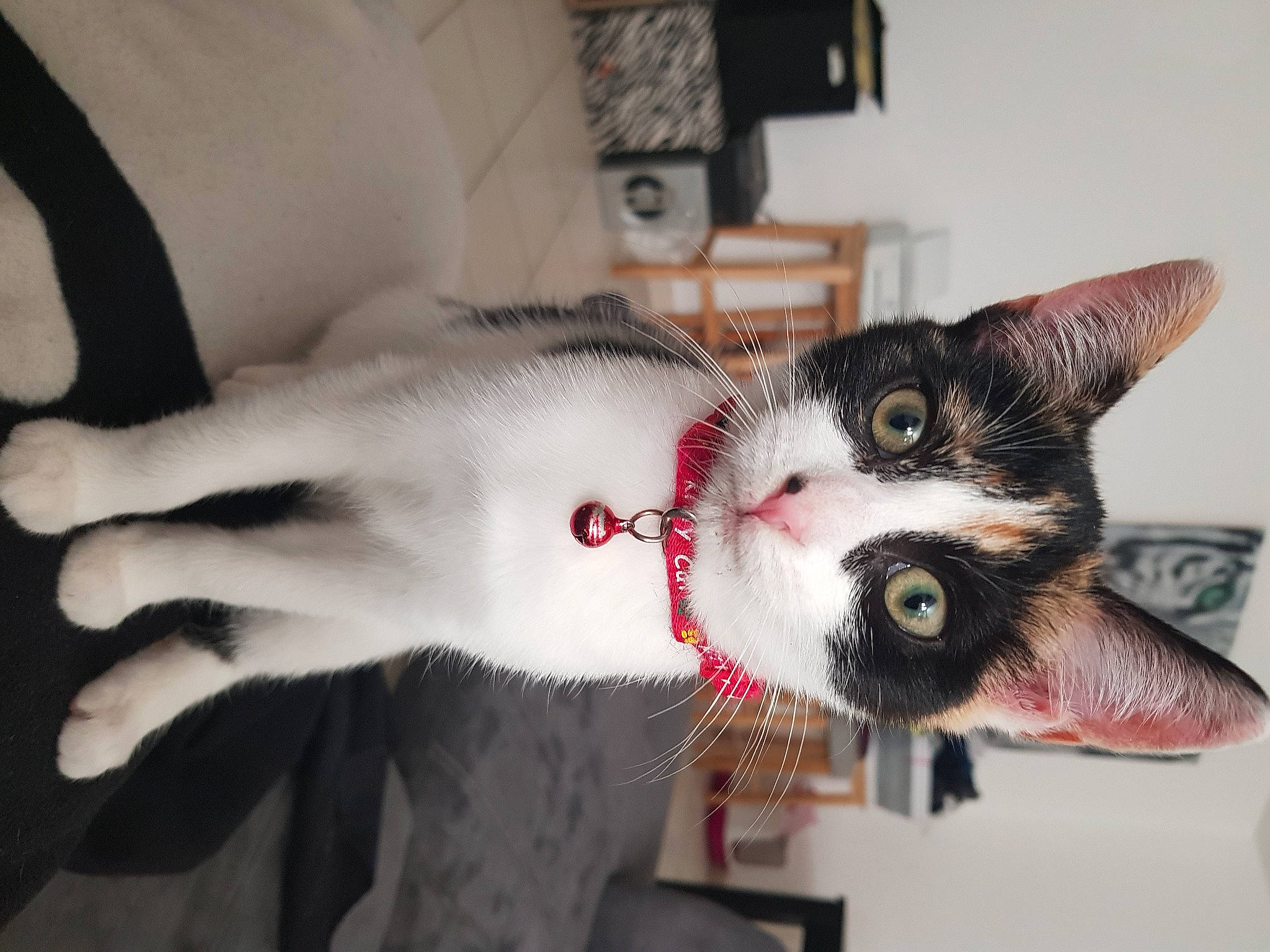 Rwana a rejoint le concours — aidez-le/la à gagner de superbes lots ! carnivore, cat, claw, collar, domestic_short_haired_cat, felidae, fur, iris, kitten, paw, pet_supply, skin, small_to_medium_sized_cats, snout, toe, tongue, vertebrate, whiskers