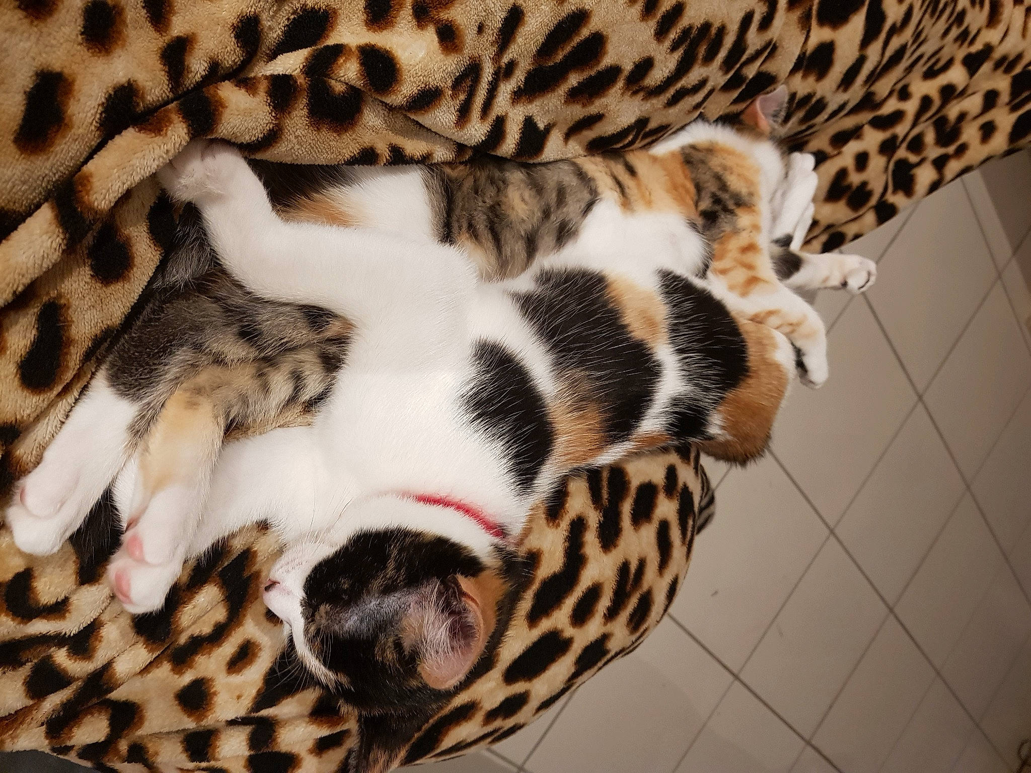 Rwana participe au concours pour gagner de l'argent avec cette photo : beige, carnivore, cat, close_up, fawn, felidae, fur, natural_material, pattern, paw, skin, small_to_medium_sized_cats, snout, terrestrial_animal, tile, toe, vertebrate, whiskers, wildlife