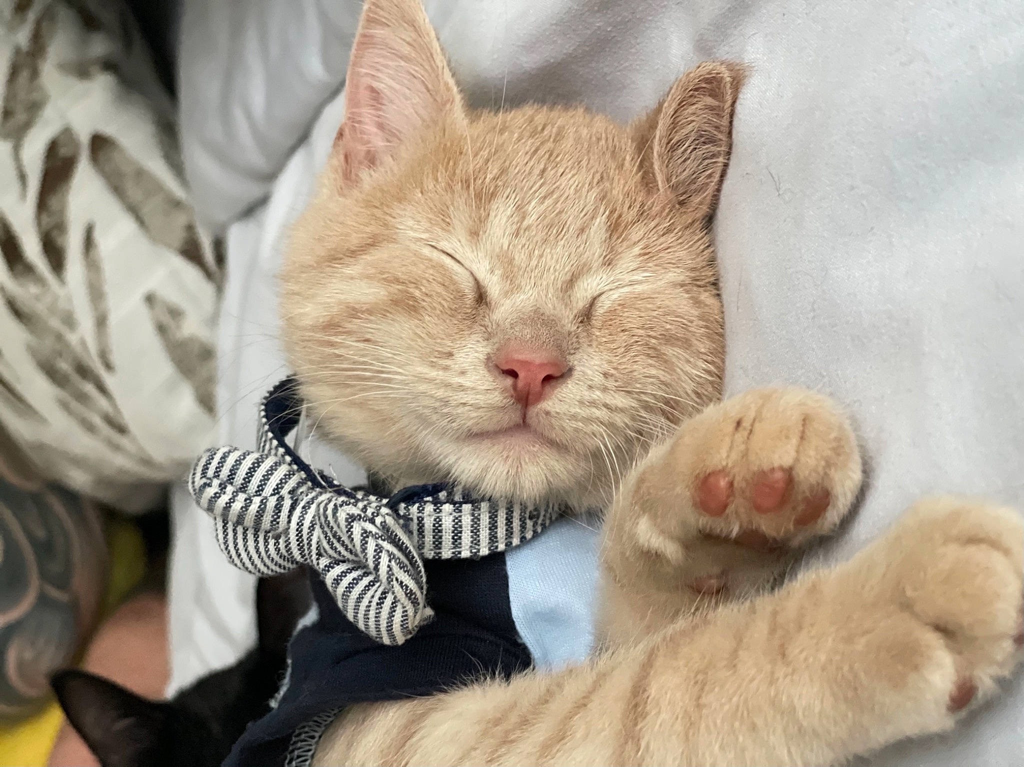 Berlín joined the competition — help win amazing prizes! carnivore, cat, cat_supply, claw, collar, comfort, domestic_short_haired_cat, ear, fawn, felidae, fur, gesture, nap, paw, pet_supply, small_to_medium_sized_cats, snout, tail, terrestrial_animal, whiskers