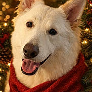 Irish is registered to the contest to win money with this photo: dog, white_dog, scarf, red_scarf, smiling, christmas_tree, holiday, festive, lights, bokeh, pine_cones, evergreen, portrait, close_up, happy, pet, winter, cozy, decorations, indoors
