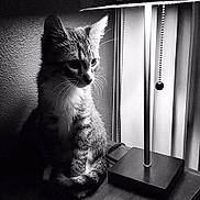 Miko is registered to the contest to win money with this photo: