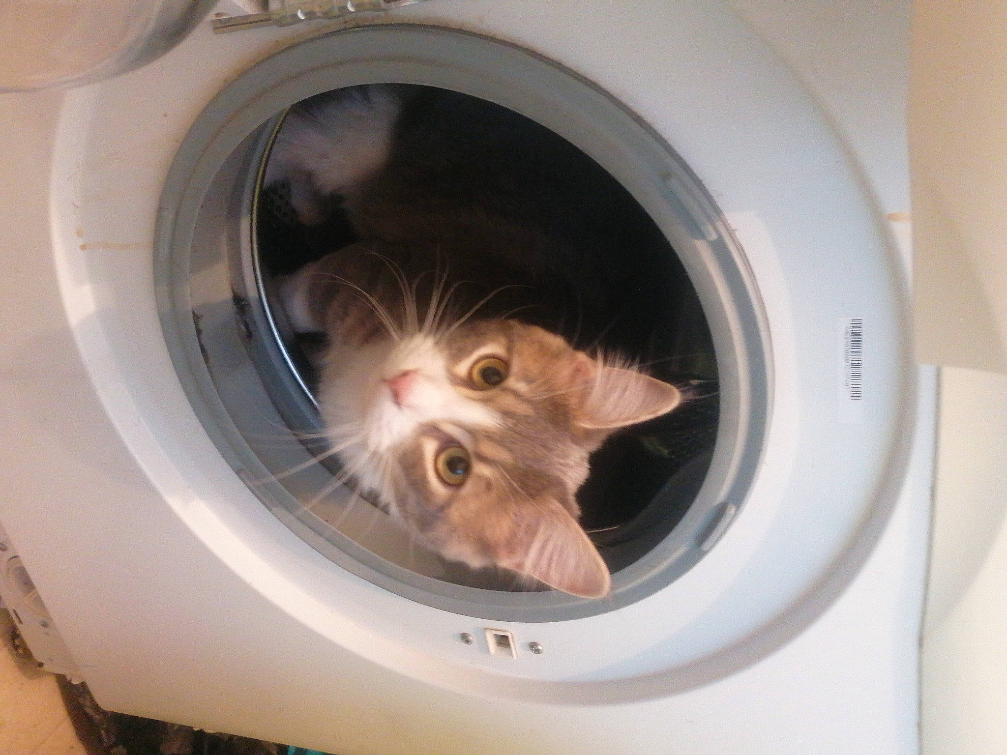Salaméche participe au concours pour gagner de l'argent avec cette photo : automotive_lighting, automotive_tire, carnivore, cat, clothes_dryer, domestic_short_haired_cat, felidae, fender, fur, home_appliance, laundry, laundry_room, major_appliance, pet_supply, small_to_medium_sized_cats, snout, tire, washing_machine, whiskers, window