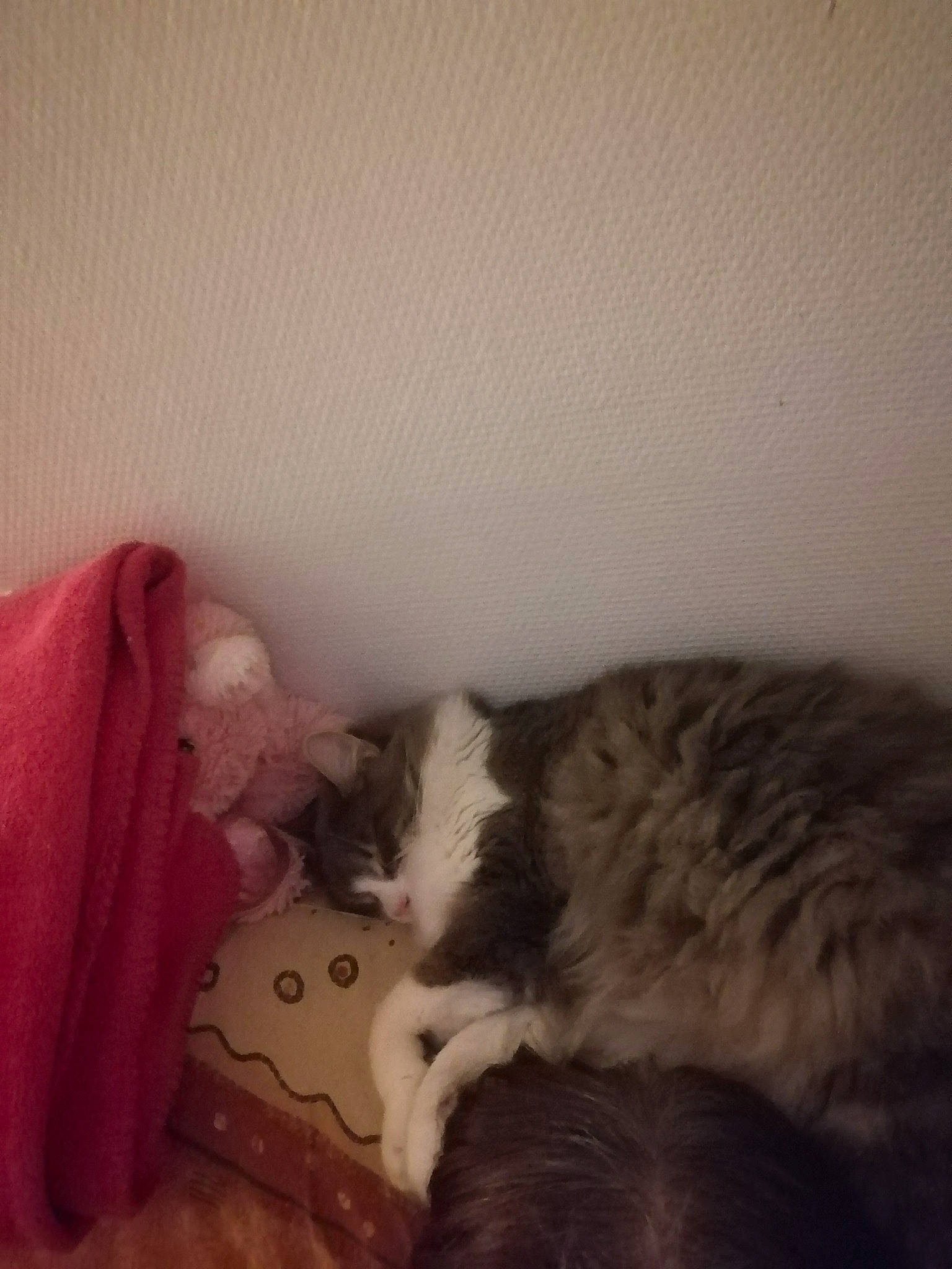 Salaméche participe au concours pour gagner de l'argent avec cette photo : bed_sheet, bedding, carnivore, cat, cloud, comfort, companion_dog, dog_breed, domestic_short_haired_cat, felidae, fur, hardwood, linens, nap, paw, room, small_to_medium_sized_cats, tail, whiskers, wood