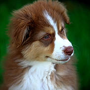 Aika a rejoint le concours — aidez-le/la à gagner de superbes lots ! puppy, dog, brown, white, fur, grass, outdoor, pet, animal, closeup, portrait, cute, fluffy, young, nature, head, sideview, soft, expression, adorable