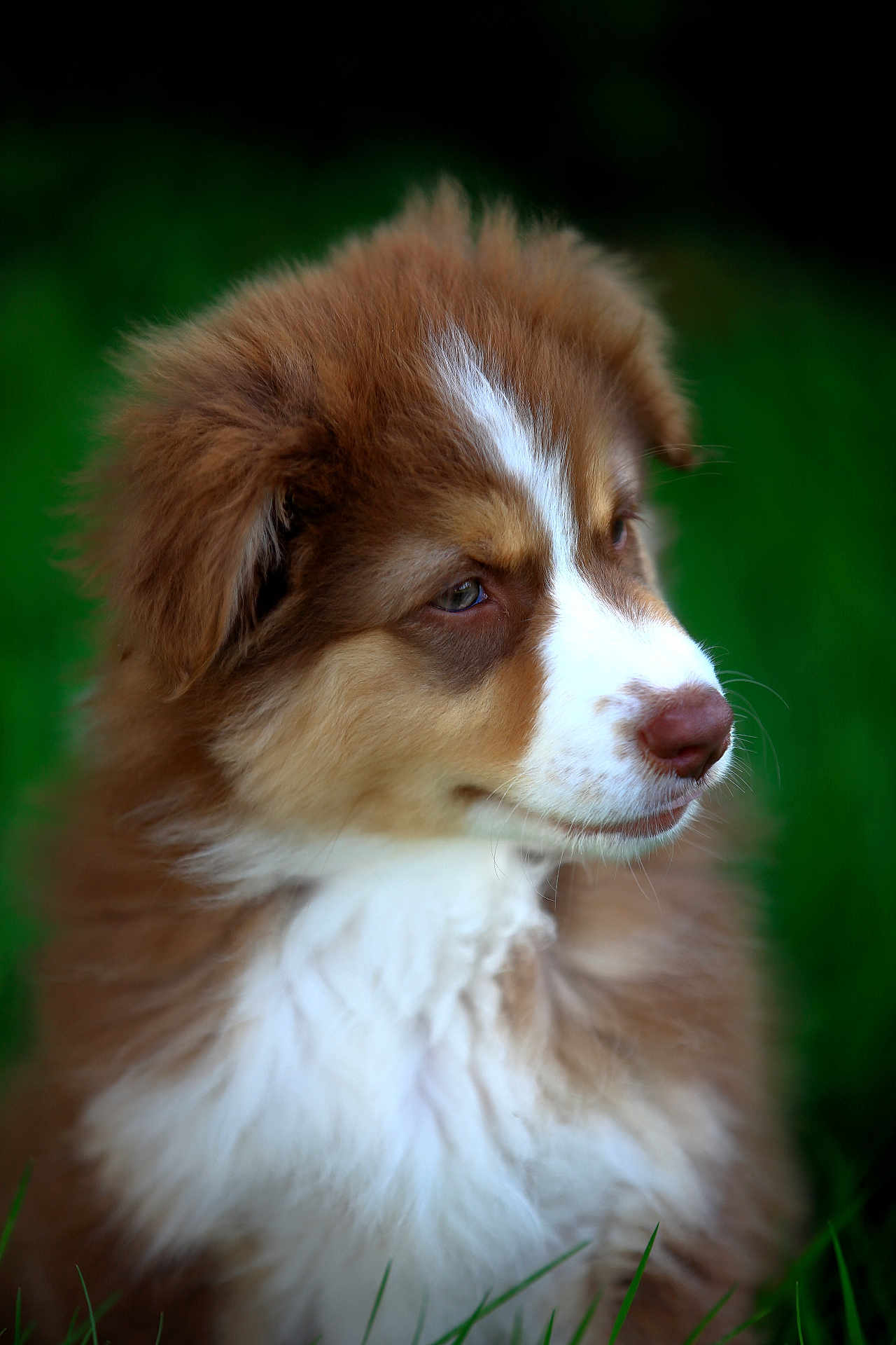 Aika a rejoint le concours — aidez-le/la à gagner de superbes lots ! puppy, dog, brown, white, fur, grass, outdoor, pet, animal, closeup, portrait, cute, fluffy, young, nature, head, sideview, soft, expression, adorable