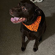Marshall is registered to the contest to win money with this photo: dog, black_dog, orange_bandana, indoor, carpet, pet, canine, tongue_out, sitting, happy, animal, paw_prints, looking_sideways, domestic, mammal, companion, friendly, cute, fur, house