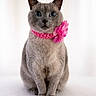 Milo participe au concours pour gagner de l'argent avec cette photo : cat, gray_cat, pet, animal, portrait, collar, pink_flower, sitting, looking_at_camera, indoor, feline, cute, fluffy, domestic_animal, whiskers, ears, front_paws, close_up, studio, white_background