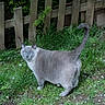 Milo a rejoint le concours — aidez-le/la à gagner de superbes lots ! cat, gray_cat, blue_eyes, animal, pet, grass, garden, wooden_fence, outdoor, nature, greenery, flowers, tail_up, alert, fur, mammal, small_animal, daylight, backyard, ground